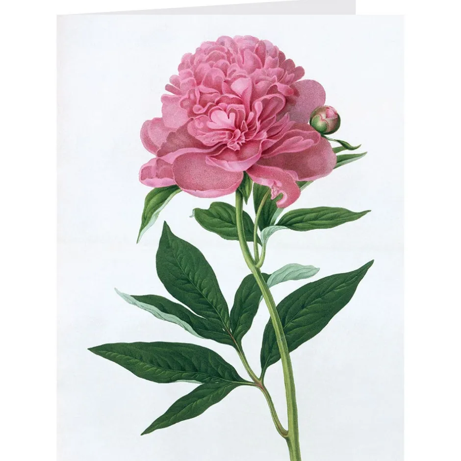 The Met Store Notecards & Correspondence*Botanical Illustrations Notecards